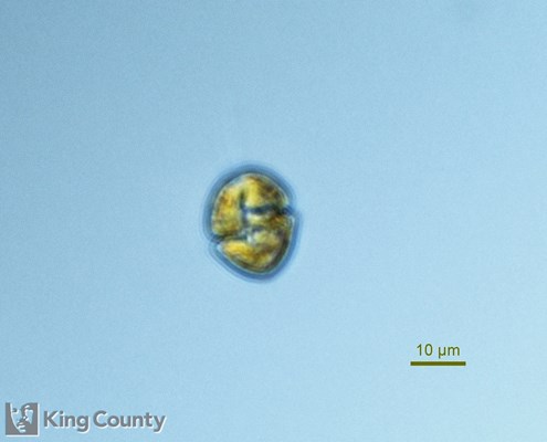 Photo of Karlodinium